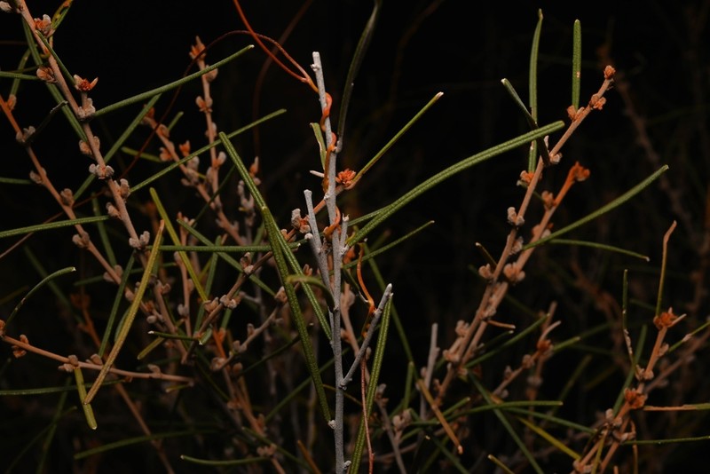 Hovea angustissima photo 4