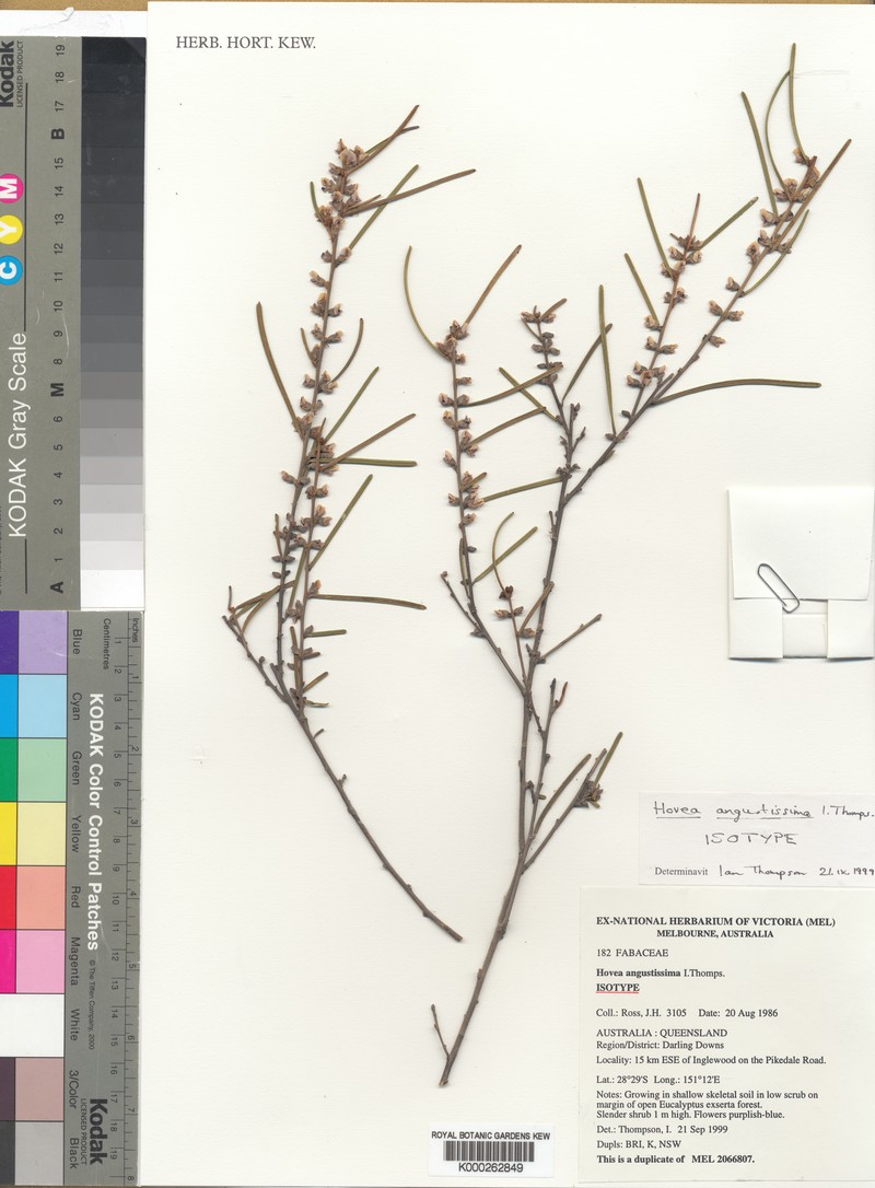 Hovea angustissima photo 5