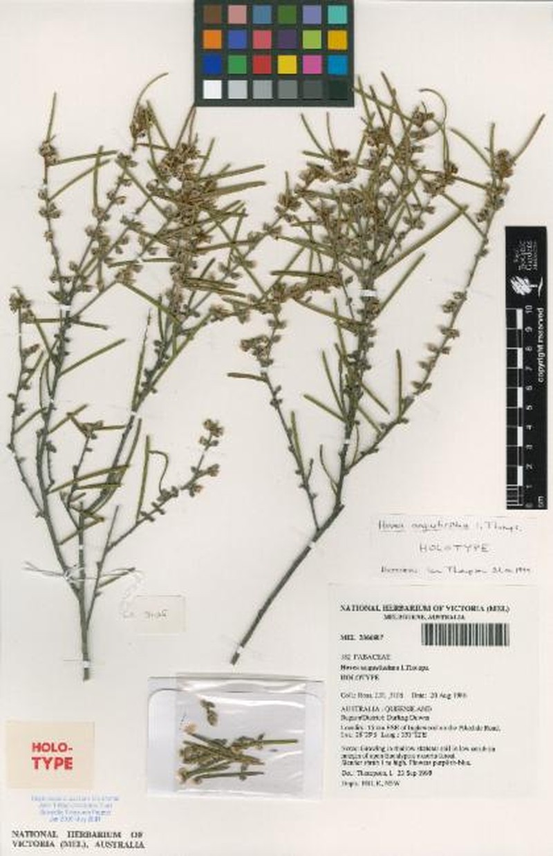 Hovea angustissima photo 6