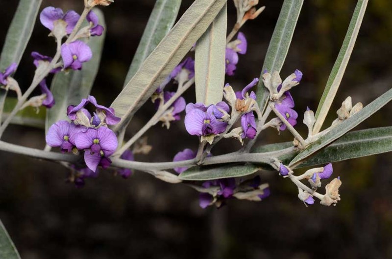 Hovea apiculata