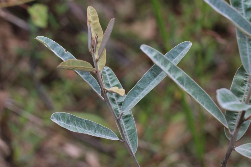 Hovea apiculata photo 2