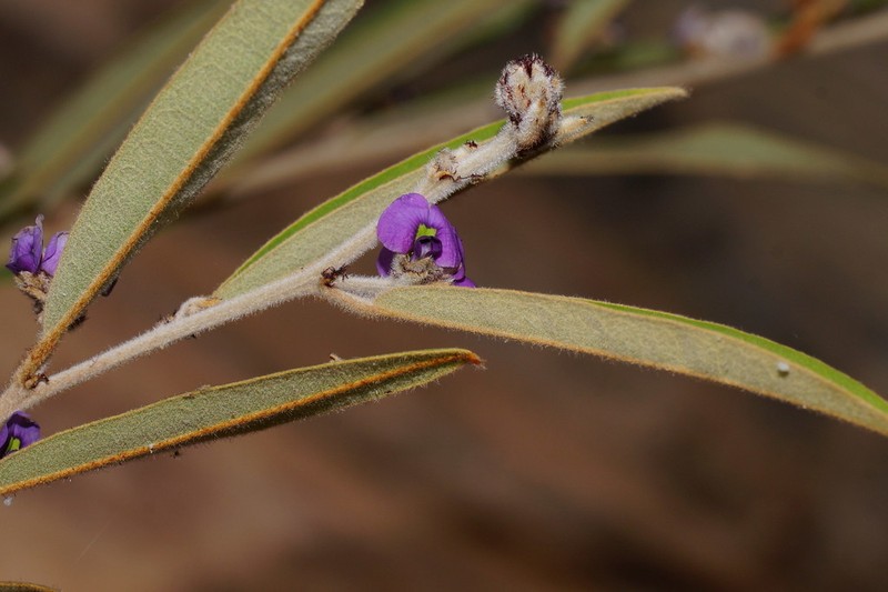 Hovea apiculata photo 3