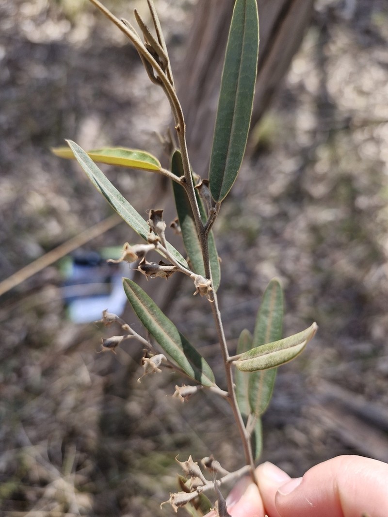 Hovea apiculata photo 4