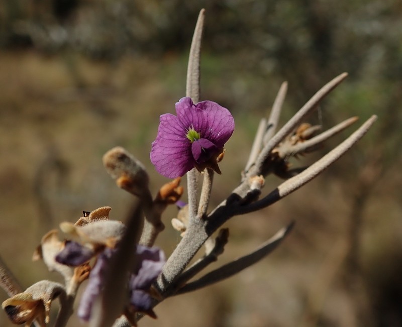 Hovea apiculata photo 5