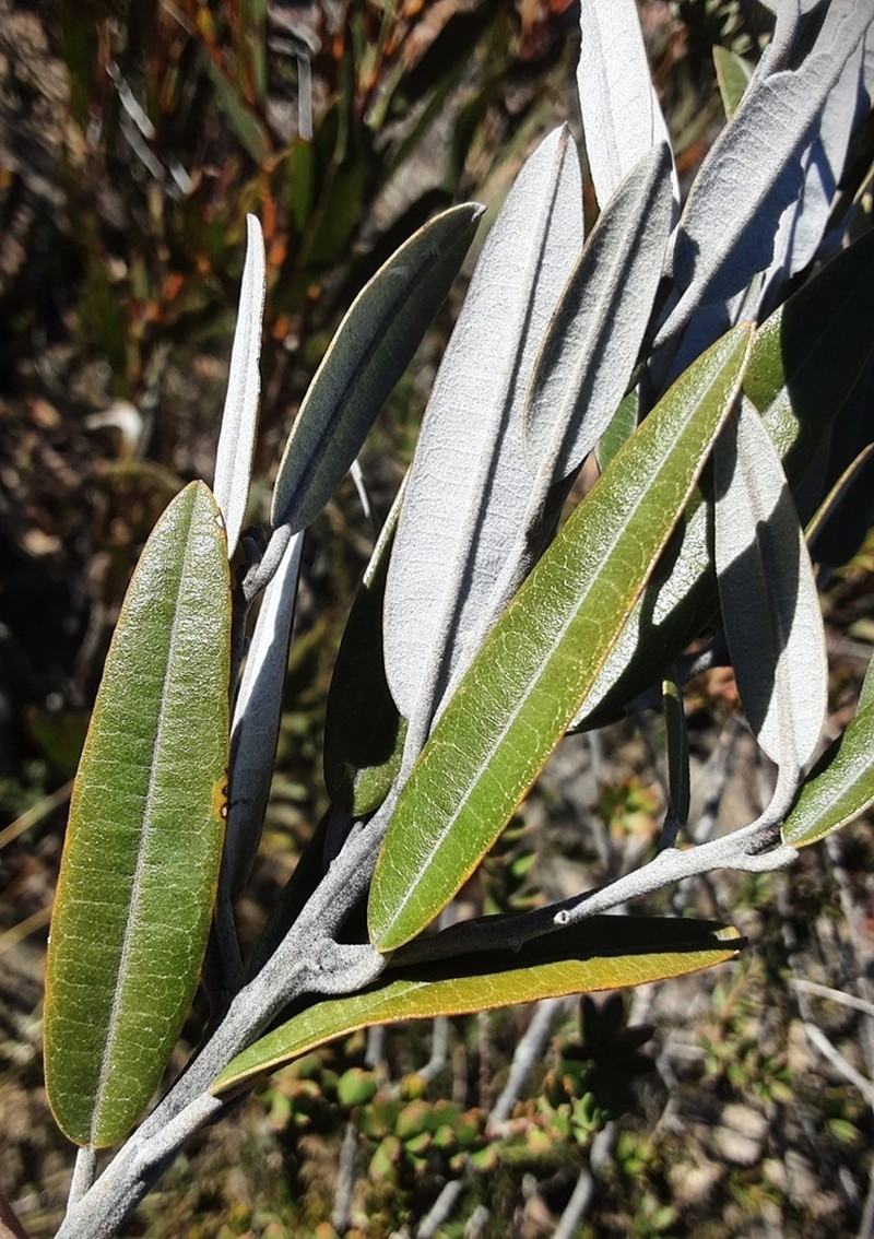 Hovea apiculata photo 6