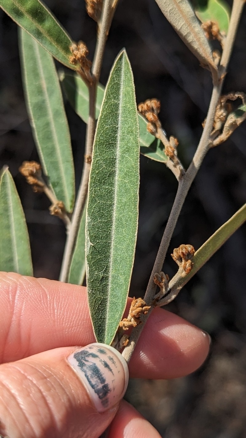 Hovea apiculata photo 7