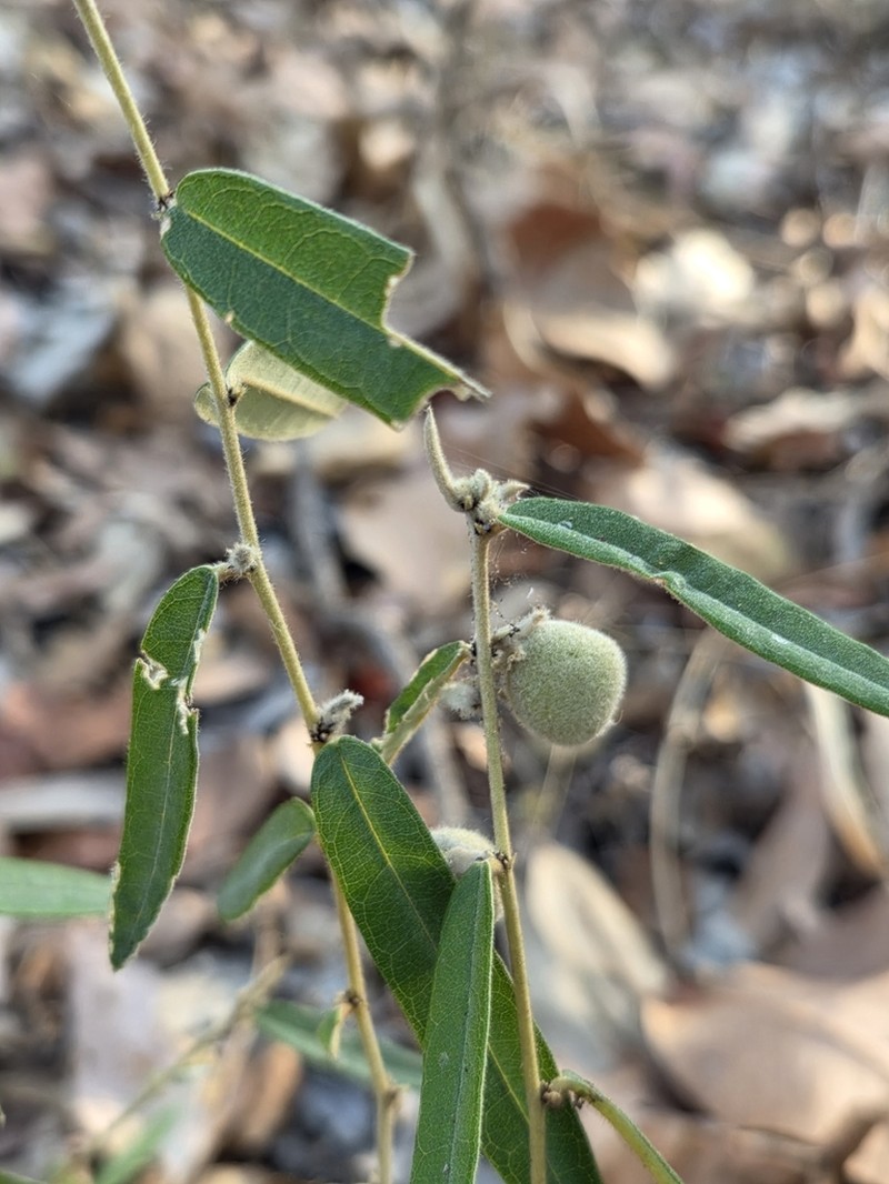 Hovea arnhemica