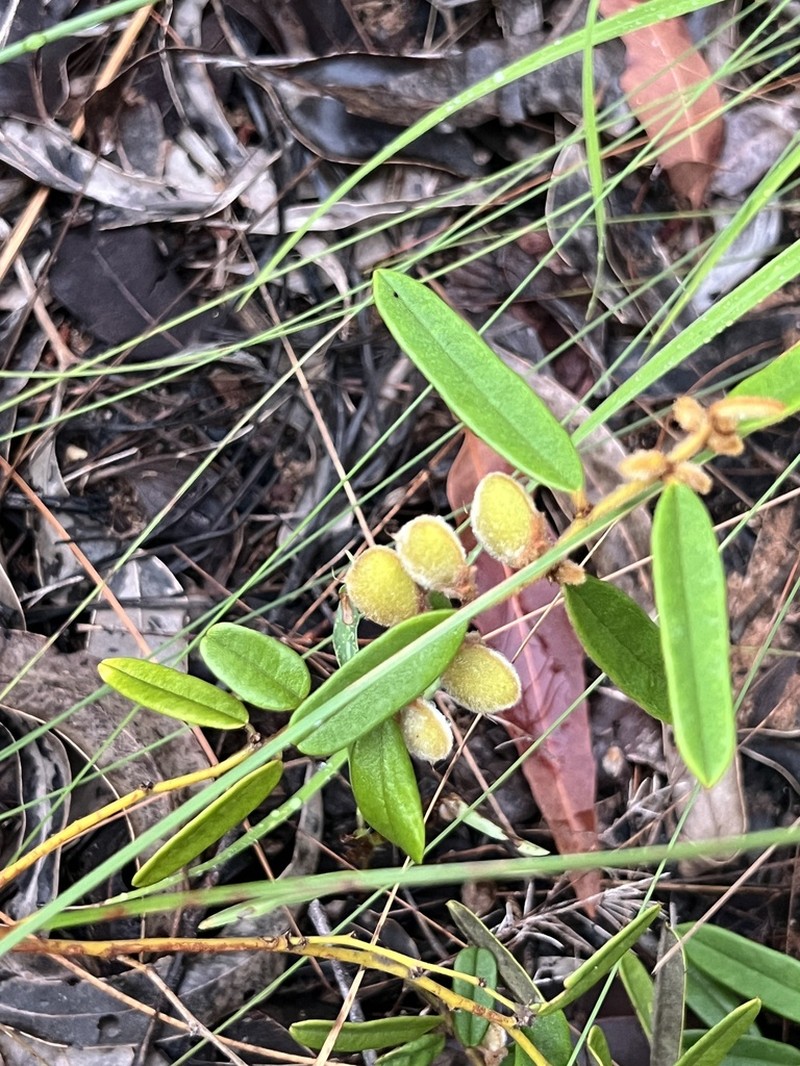 Hovea arnhemica photo 2