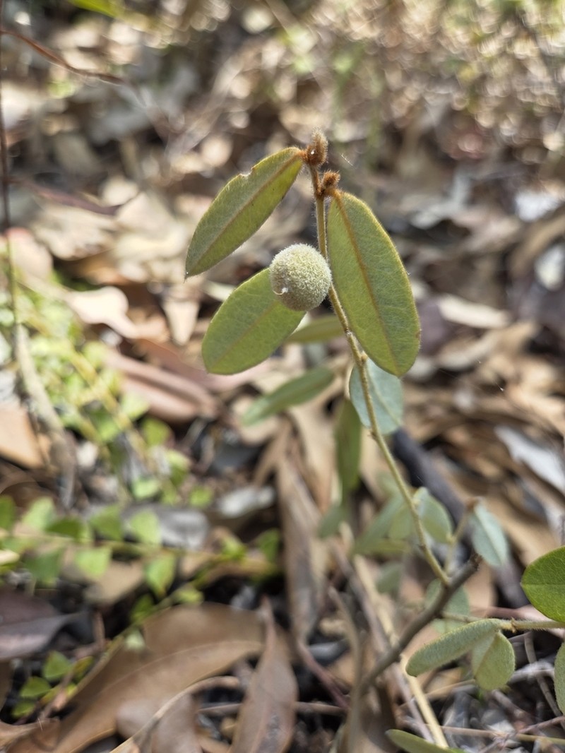 Hovea arnhemica photo 3