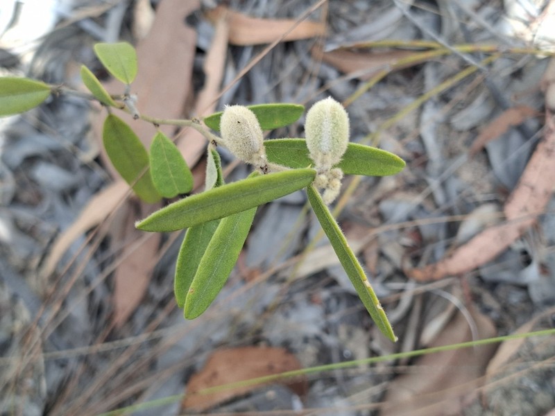 Hovea arnhemica photo 4