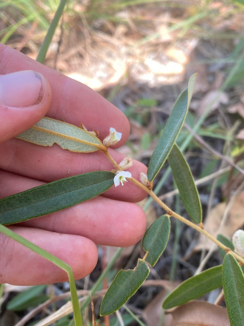 Hovea arnhemica photo 5