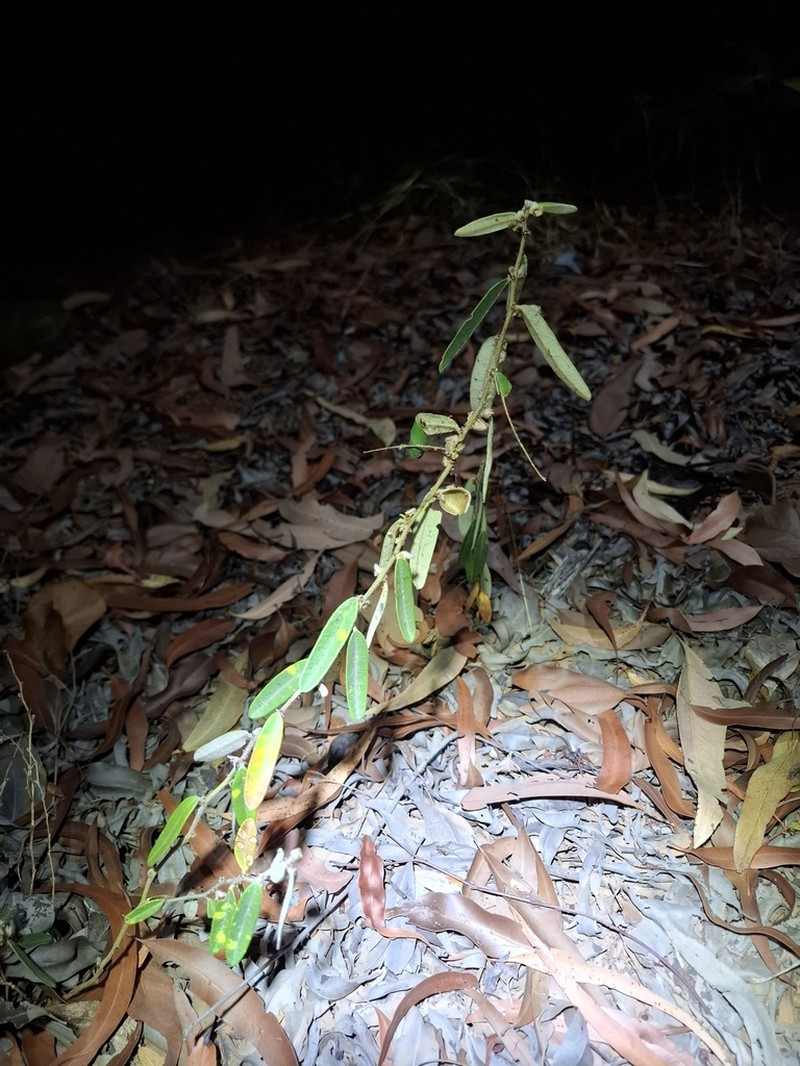 Hovea arnhemica photo 6