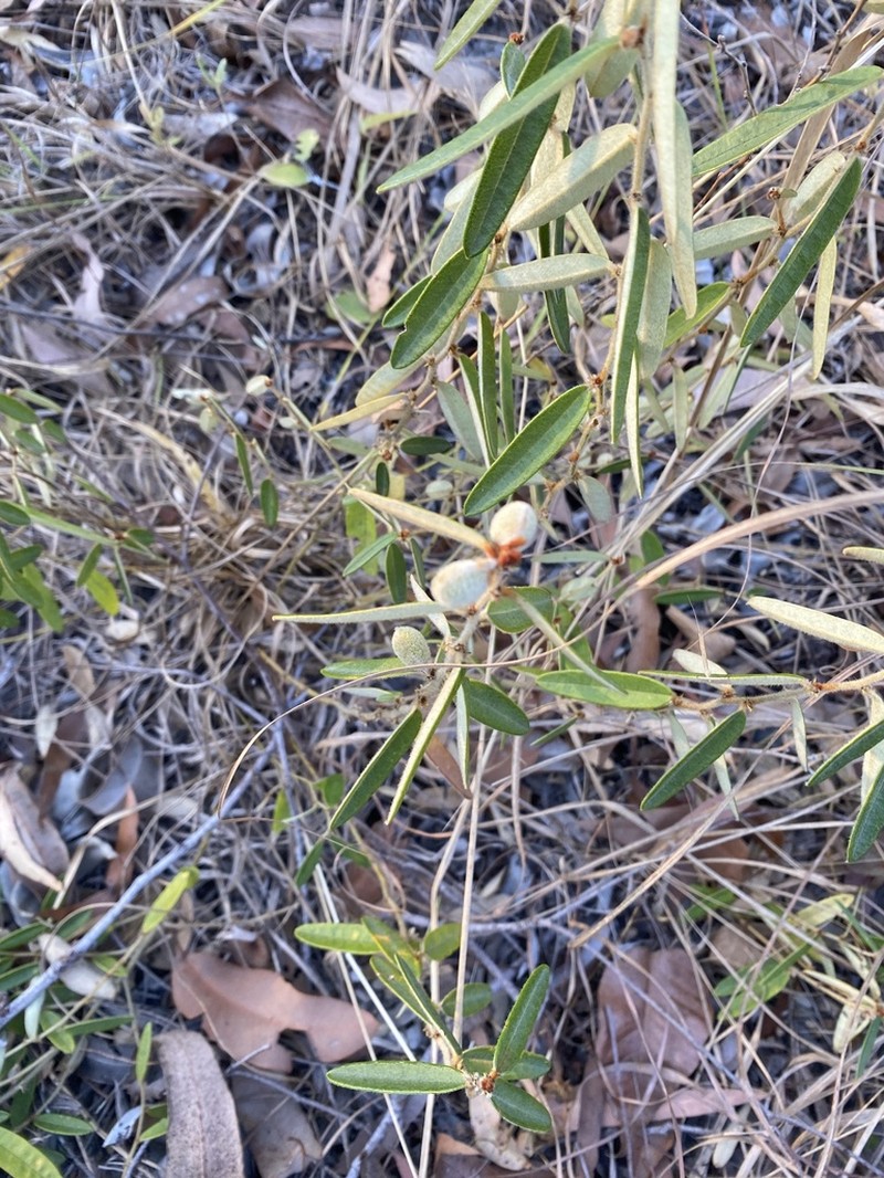 Hovea arnhemica photo 7
