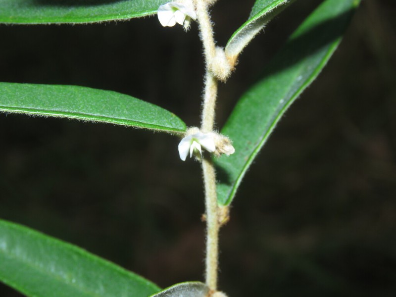Hovea arnhemica photo 8