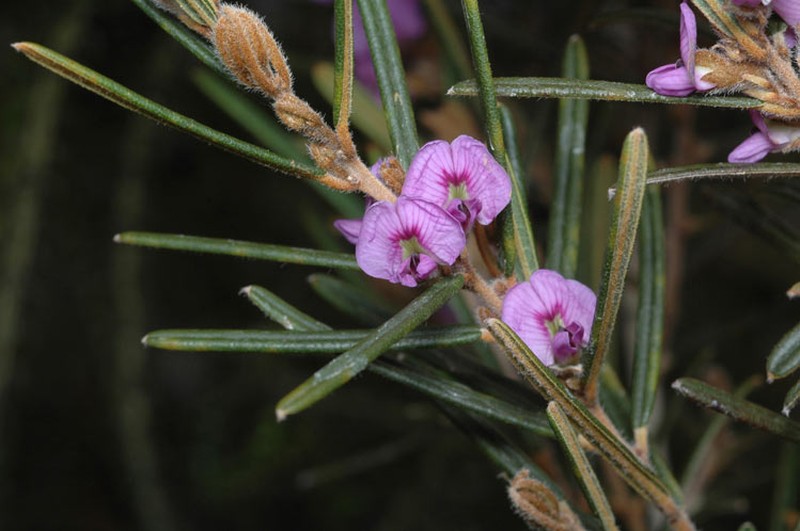 Hovea asperifolia