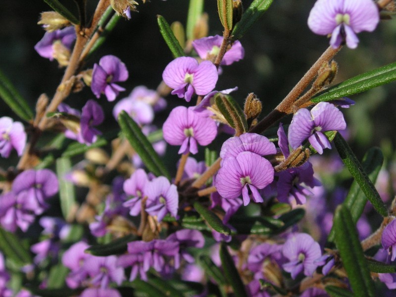 Hovea asperifolia photo 2