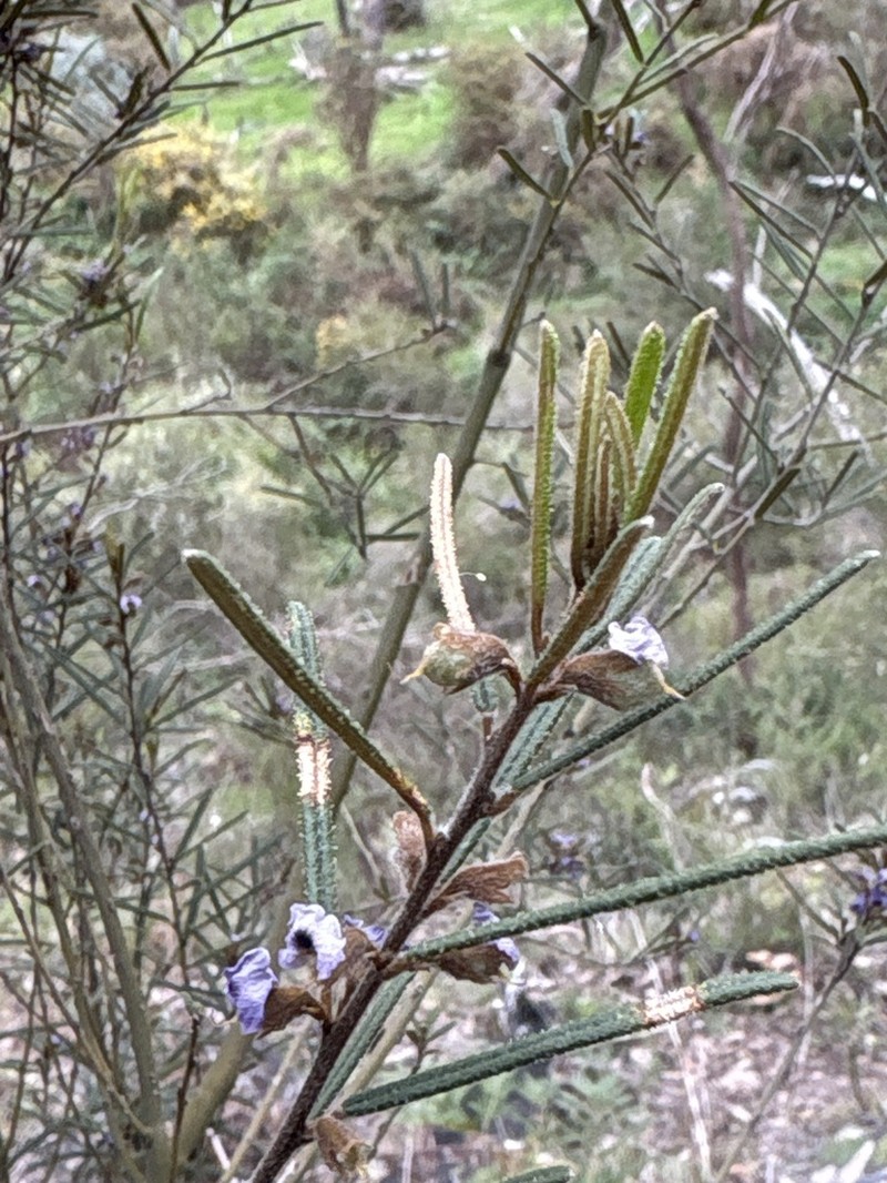 Hovea asperifolia photo 3