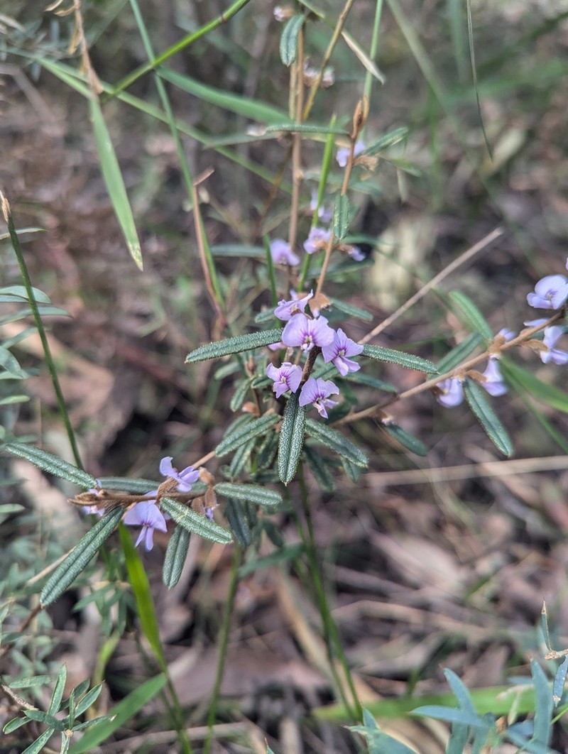 Hovea asperifolia photo 4
