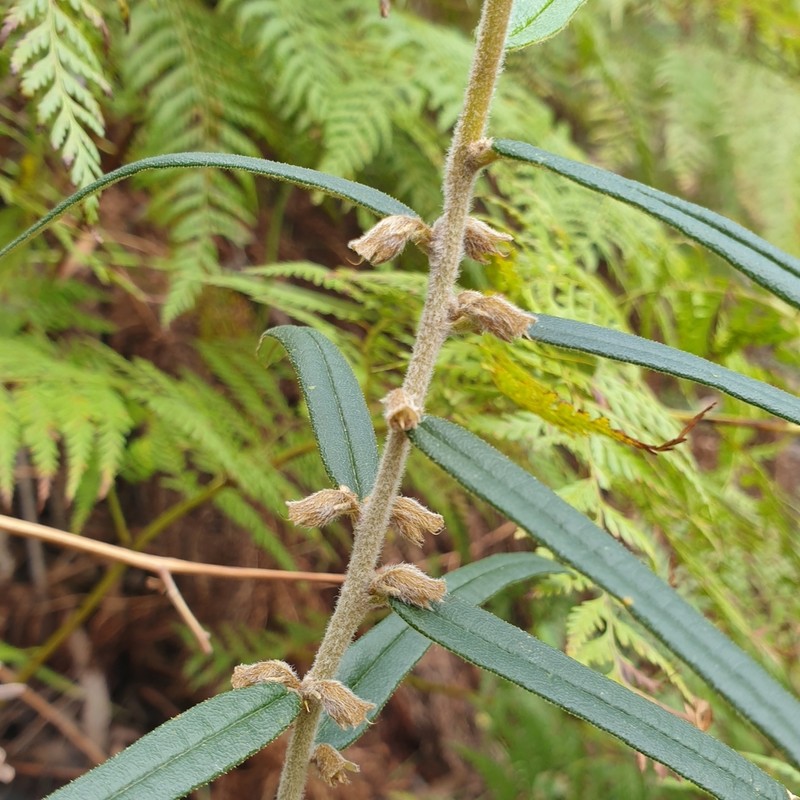 Hovea asperifolia photo 5