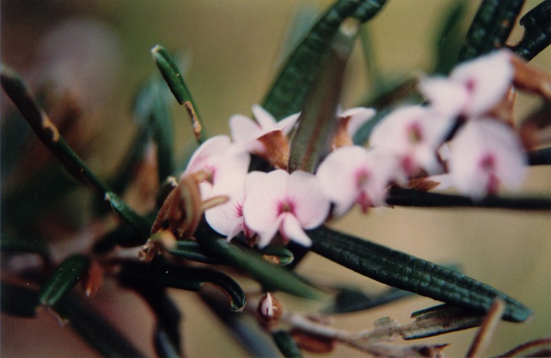 Hovea asperifolia photo 6