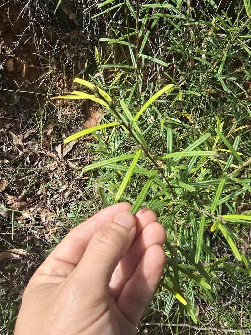 Hovea asperifolia photo 7