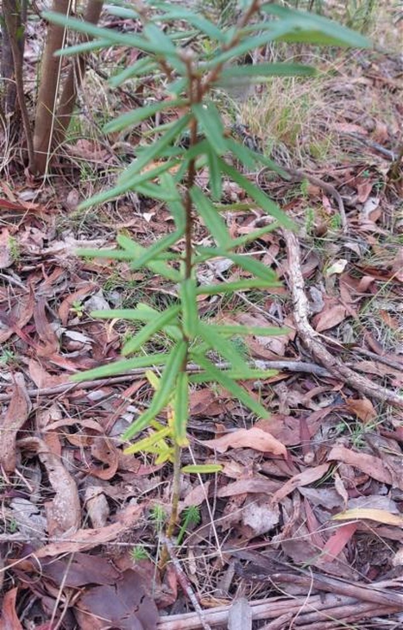 Hovea asperifolia subsp. asperifolia