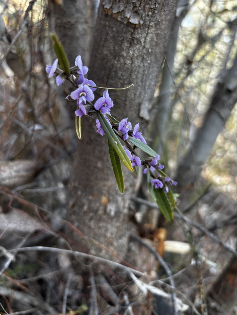 Hovea asperifolia subsp. asperifolia photo 2