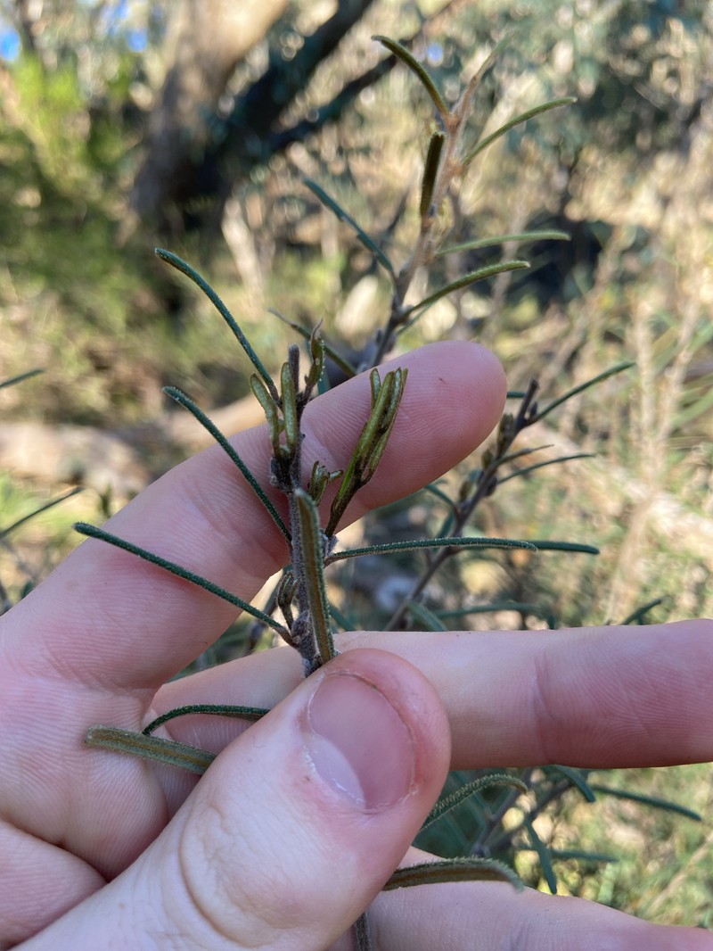 Hovea asperifolia subsp. spinosissima