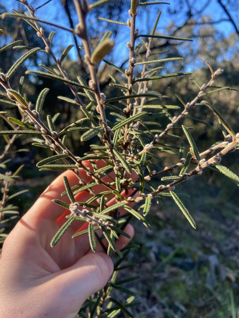 Hovea asperifolia subsp. spinosissima photo 2
