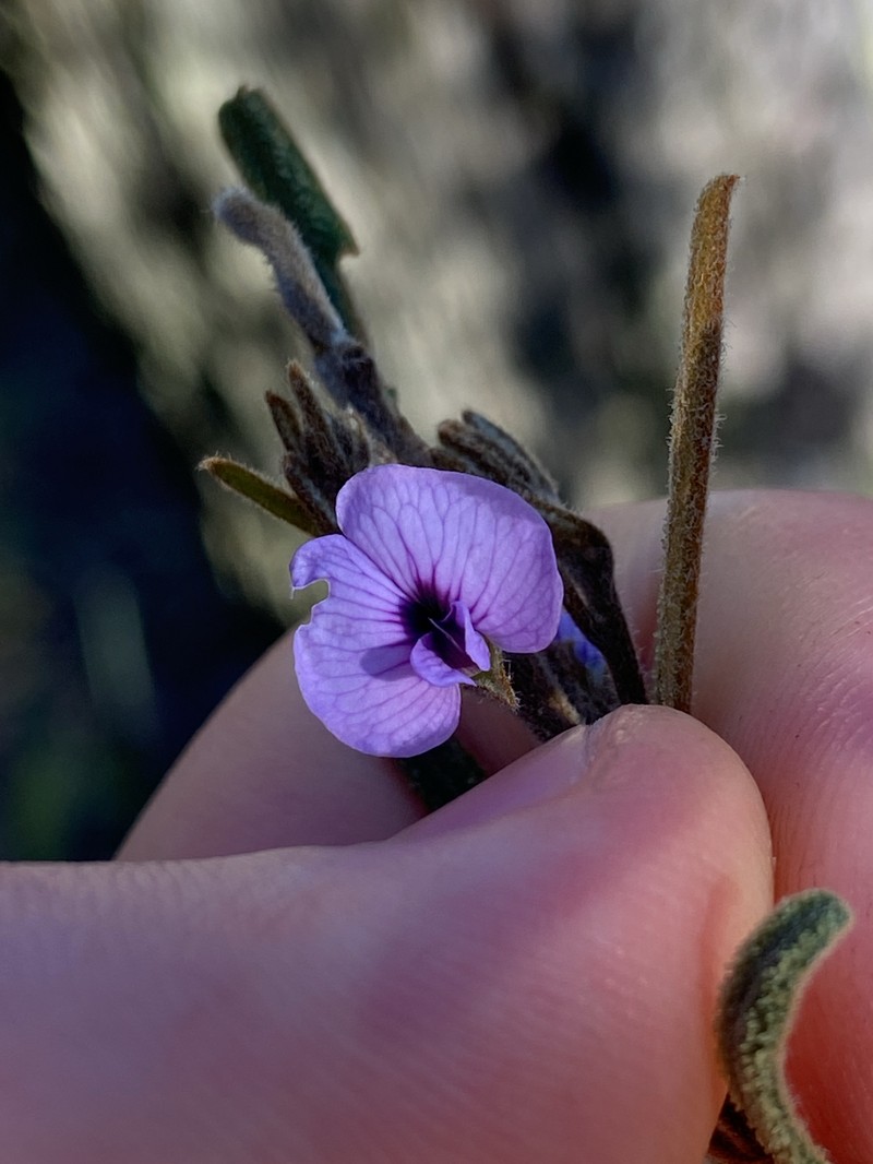 Hovea asperifolia subsp. spinosissima photo 3
