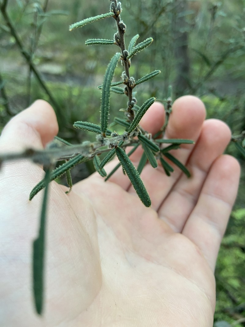 Hovea asperifolia subsp. spinosissima photo 4