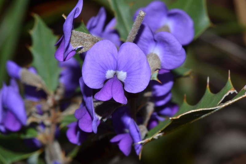Hovea chorizemifolia