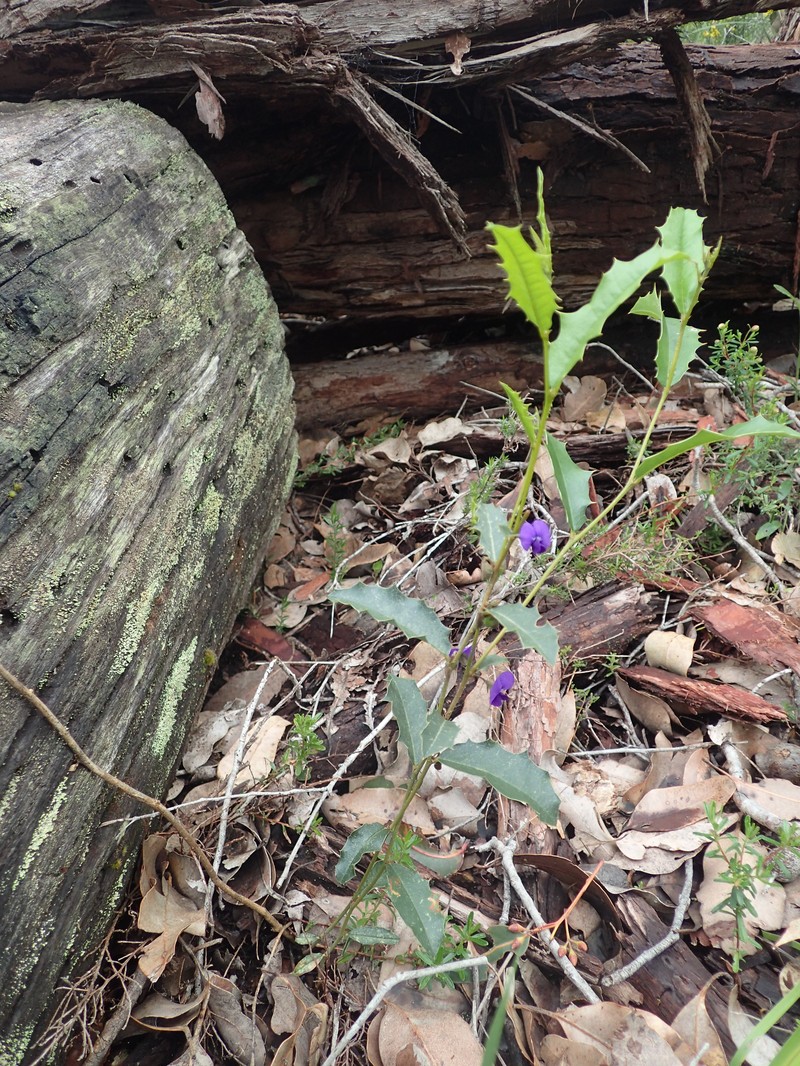 Hovea chorizemifolia photo 2