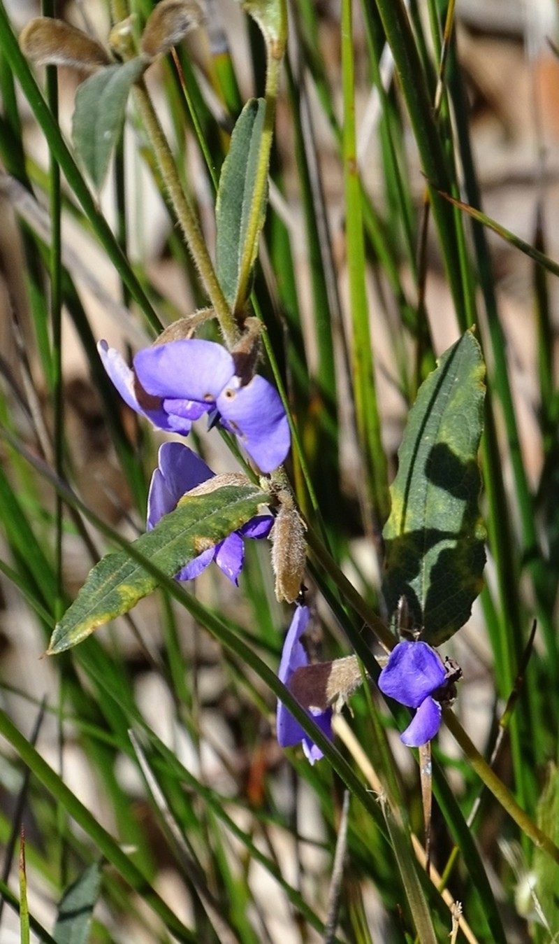 Hovea chorizemifolia photo 3