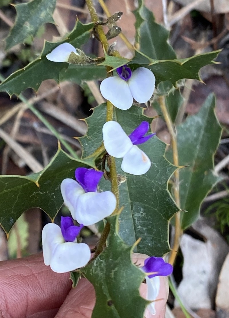 Hovea chorizemifolia photo 4