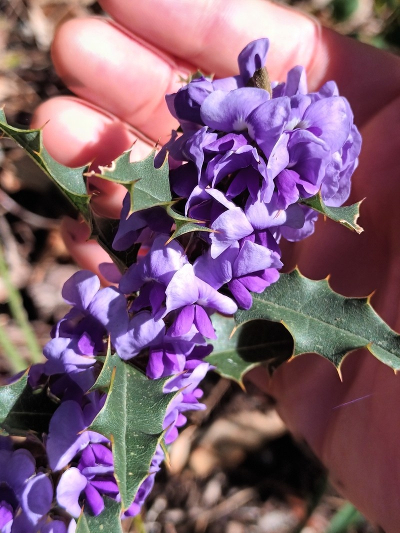 Hovea chorizemifolia photo 5