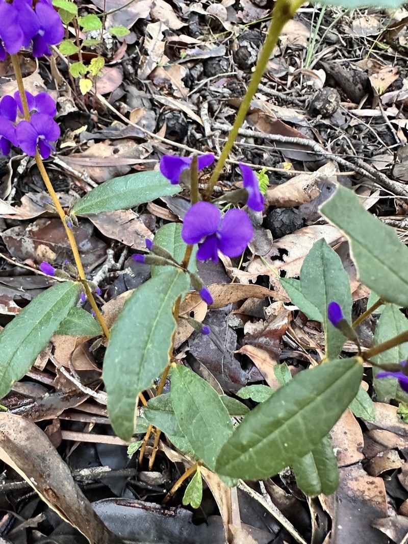Hovea chorizemifolia photo 6