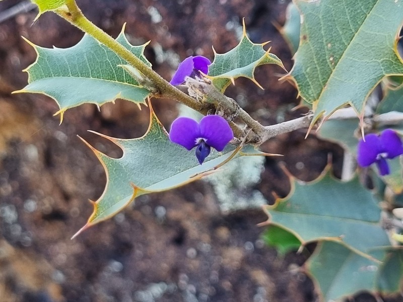 Hovea chorizemifolia photo 7