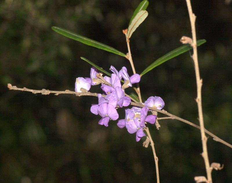 Hovea clavata