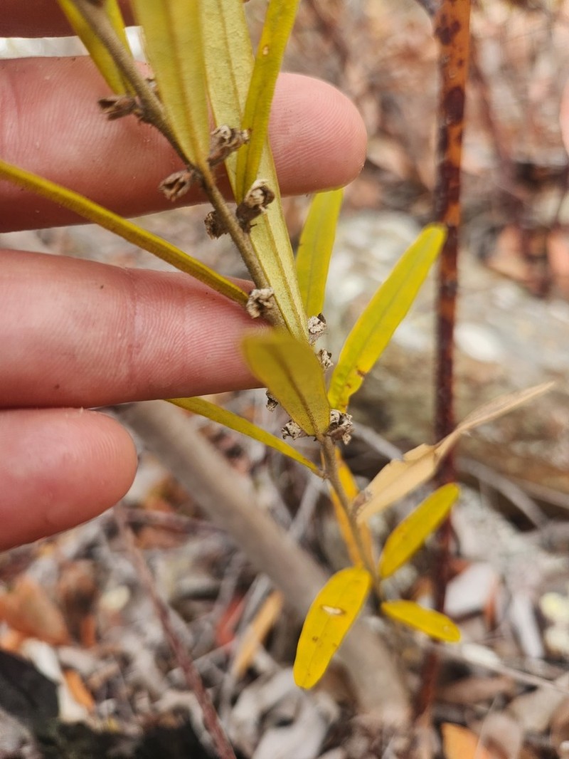 Hovea clavata photo 2