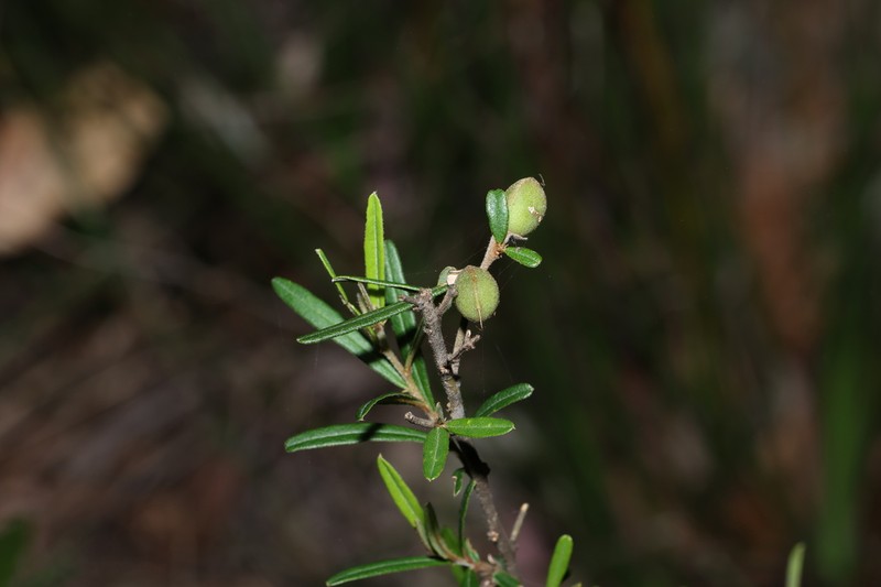 Hovea clavata photo 3