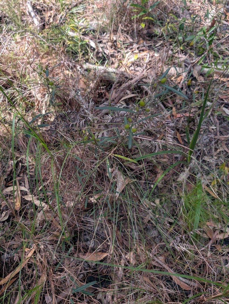 Hovea clavata photo 4