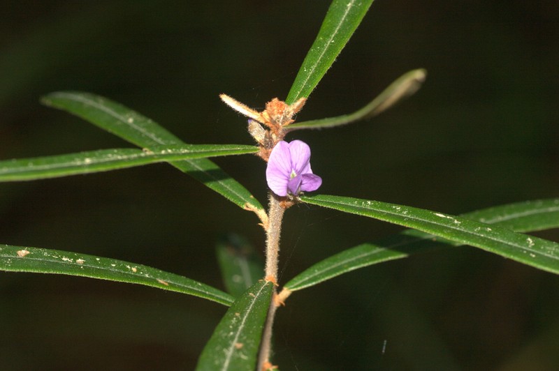 Hovea clavata photo 5