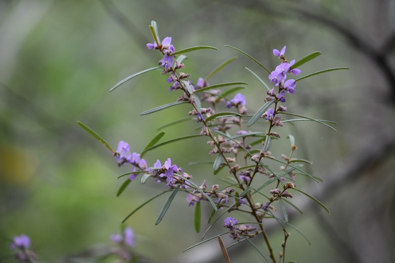 Hovea clavata photo 6
