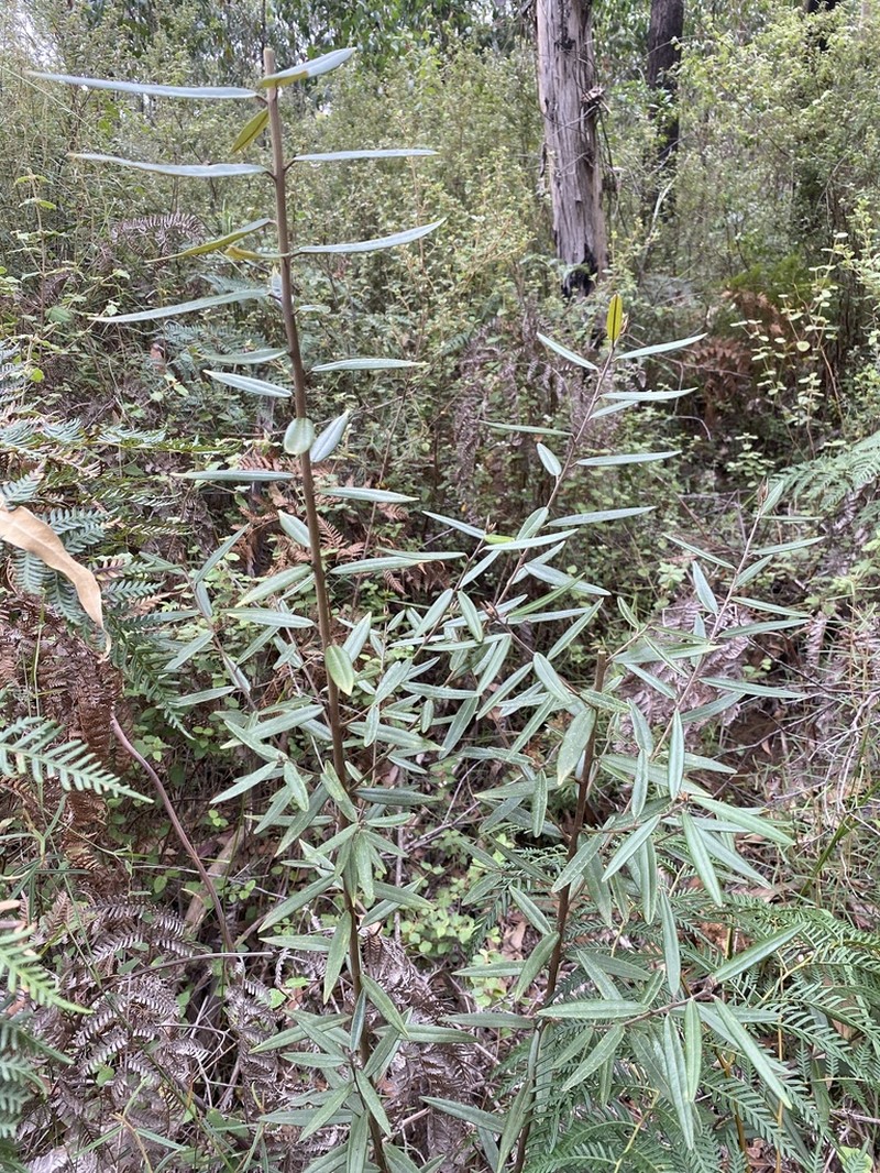 Hovea corrickiae