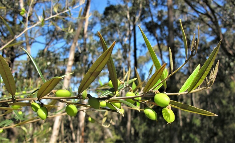 Hovea corrickiae photo 3