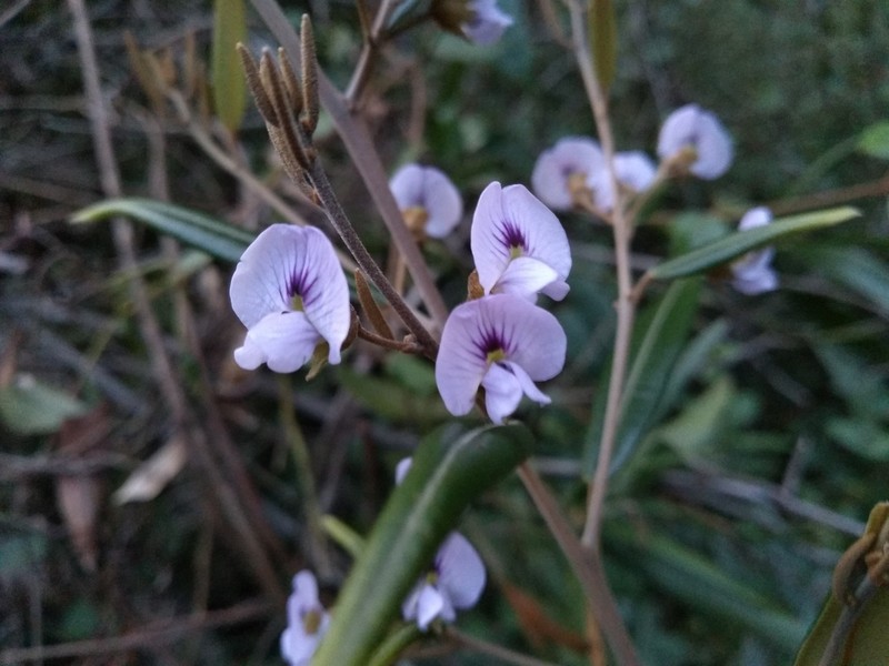 Hovea corrickiae photo 5