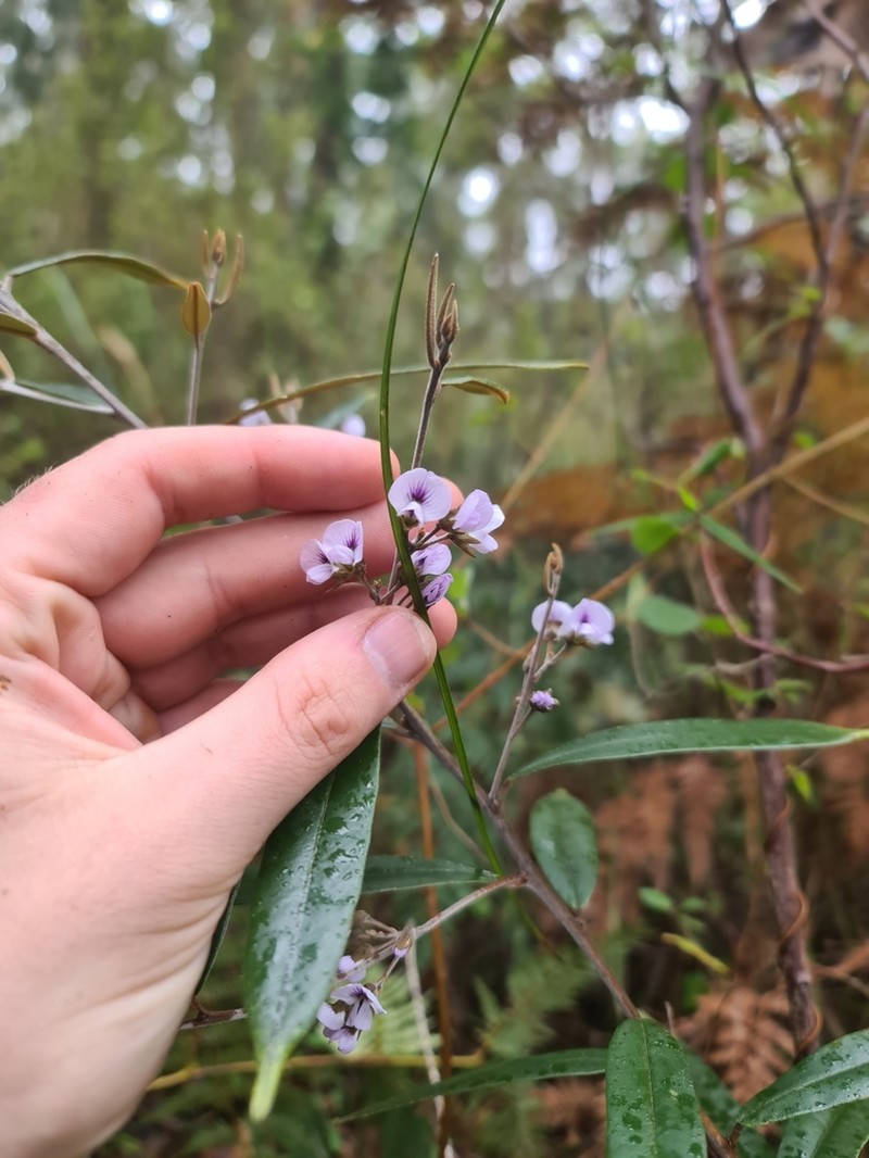 Hovea corrickiae photo 6