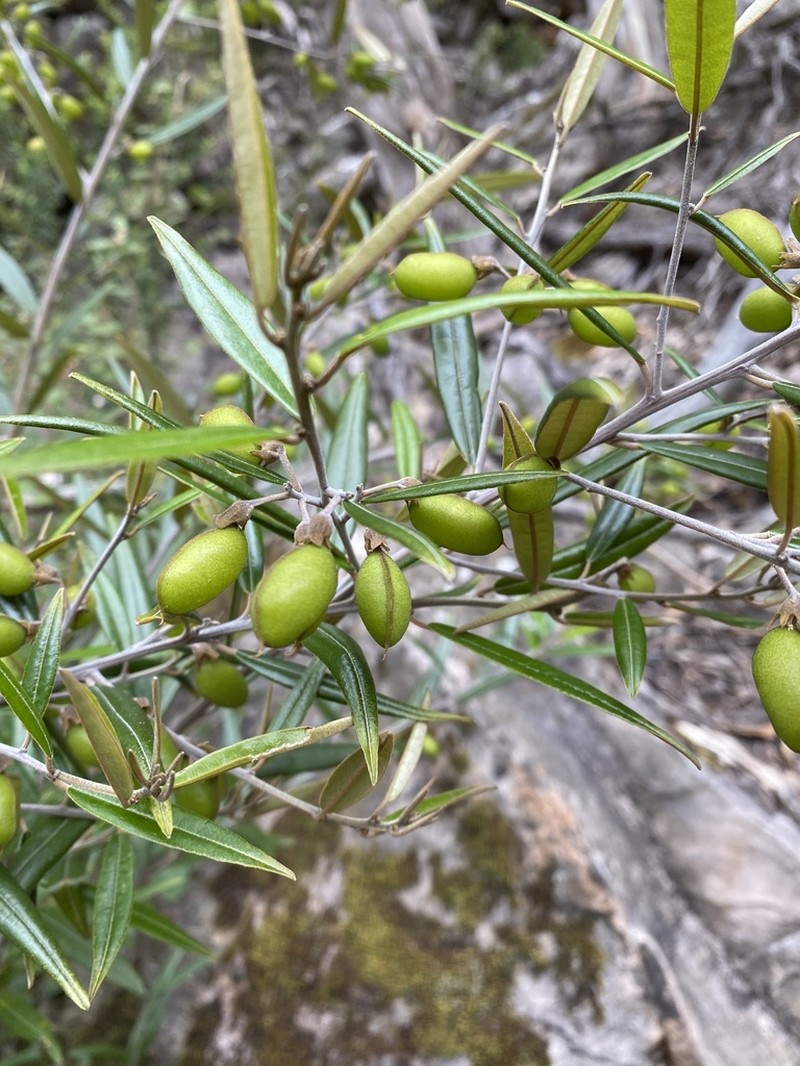 Hovea corrickiae photo 7