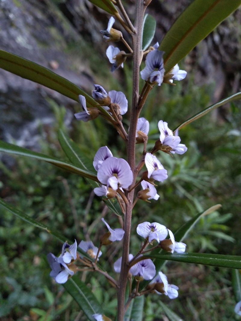 Hovea corrickiae photo 8